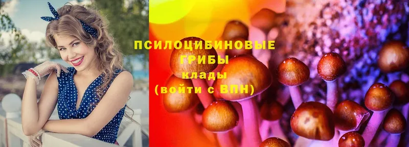 Псилоцибиновые грибы Cubensis  Буй 